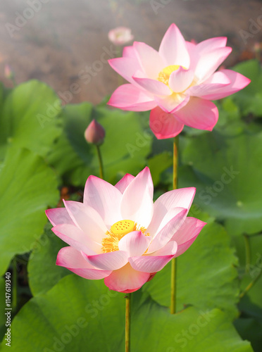 This beautiful waterlily or lotus flower in pond