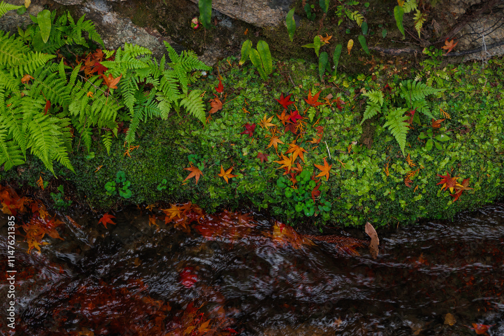 Beautiful autumn nature, red maple leaf drop on the river water fall fern moss moisture background Beautiful autumn nature, red maple leaf drop on the river water fall fern moss moisture background