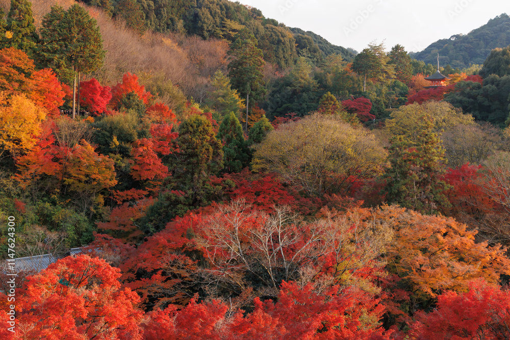 Kiyomizu-dera Temple Beautiful autumn landscape. Autumn seasons red maple leaves at Kyoto, Japan.