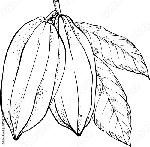 Composition of vector cocoa beans and theobroma's leaf.