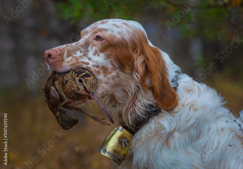 Woodcock hunting with an English setter