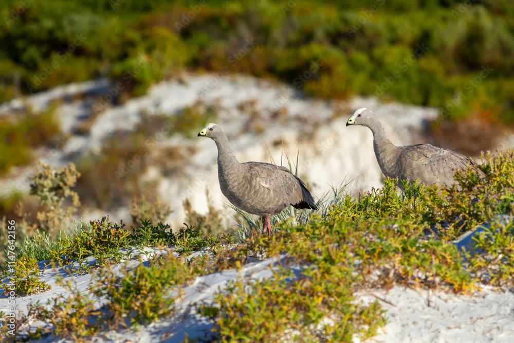 Cape Barren Goose pair among beach dune plants Cape Barren Goose pair among beach dune plants