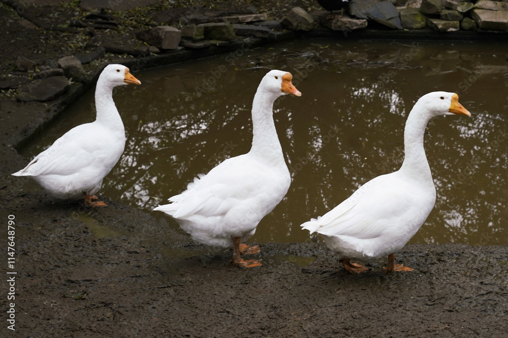 Three white geese walking along the muddy bank near a small pond surrounded by stones in a tranquil outdoor setting during the day Three white geese walking along the muddy bank near a small pond surrounded by stones in a tranquil outdoor setting during the day