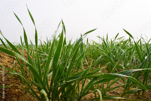 Durva ( grass ) use for pooja in India, gehun ki kheti farming wheat.. growing, Landscape young wheat seedlings growing in a field. Green wheat growing in soil. Close up on sprouting rye agriculture photo