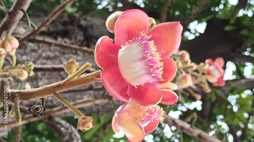 cannonball flowers photo