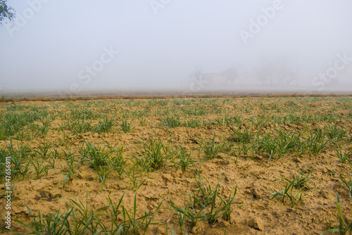 Durva ( grass ) use for pooja in India, gehun ki kheti farming wheat.. growing, Landscape young wheat seedlings growing in a field. Green wheat growing in soil. Close up on sprouting rye agriculture photo