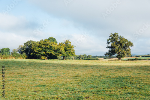 Pré dans la campagne européenne. Arbre dans un pré. Champs d'herbe. Lumière matinale sur un espace agricole. Ruralité France.  photo