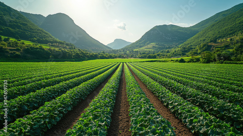 Solar Panels on a Sustainable Farm