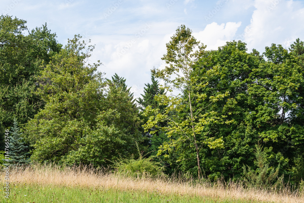 Fototapeta premium prairie. prête pour les foins