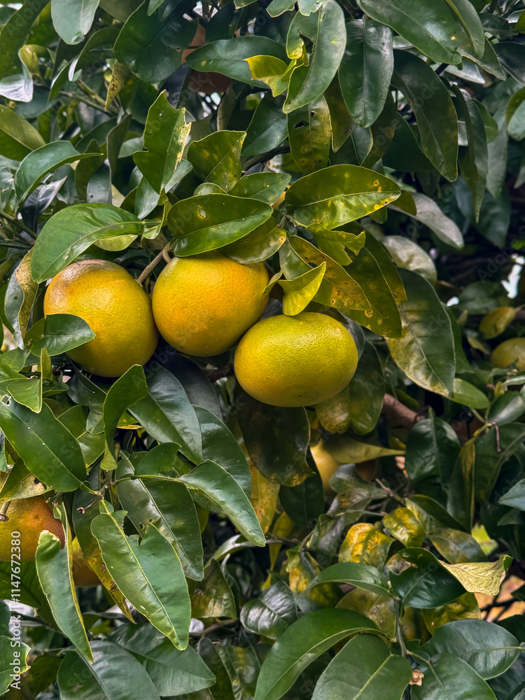 Ripe oranges hanging on tree among lush green leaves Ripe oranges hanging on tree among lush green leaves