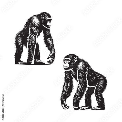 4 Set of Black Standing Chimpanzee Silhouettes Isolated on White Background photo