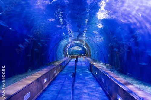 underwater oceanographic acrylic glass aquarium tunnel in valencia spain