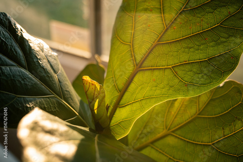 Vibrant green fiddle leaf fig leaves in warm sunlight through a window.