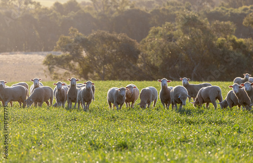 Dorset lambs standing in a green grazing wheat crop at sunset photo