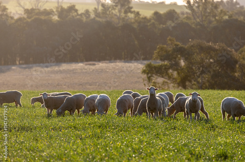 Dorset lambs standing in a green grazing wheat crop at sunset photo