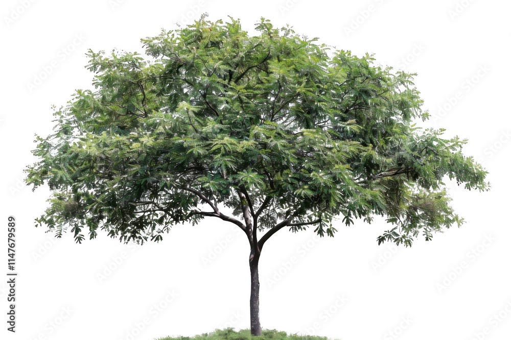 Lush Green Tree Stands Tall Against Black Background, Displaying Natural Beauty.