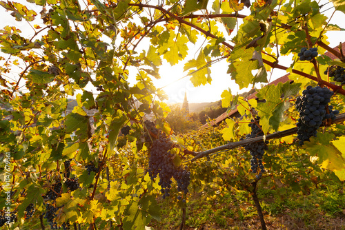 Weinberge in Esslingen am Necker. Sonnen strahlt die Reifen Trauben an. Weinreben im Herbst mit Blick auf die Burg und Kirche. photo