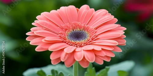 Barberton daisy, or Gerbera jamesonii, is a vibrant member of the Gerbera genus, celebrated for its stunning blooms. This beautiful flower, known as Barberton daisy, adds charm to any garden.