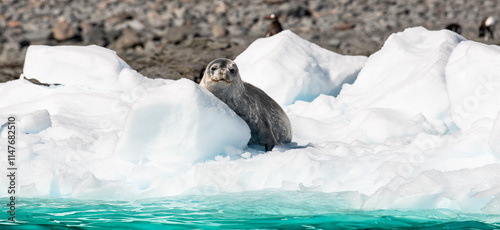 Obraz na płótnie Weddell Seal Resting on Iceberg in the Sea, Cierva Cove, Antarctica w salonie