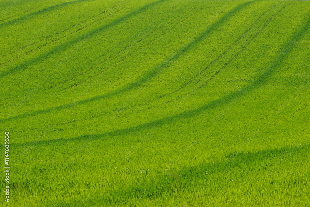 The Molise countryside in spring, the crops and the green of the fields The Molise countryside in spring, the crops and the green of the fields