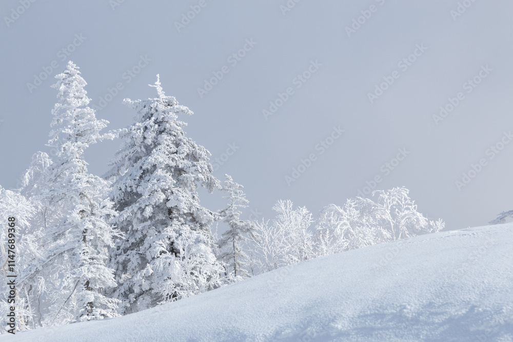 Obraz premium Snow covered trees in white winter mountain landscape