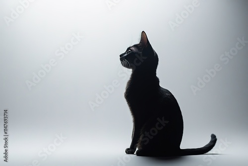 Silhouette of black cat against soft gradient background, captur