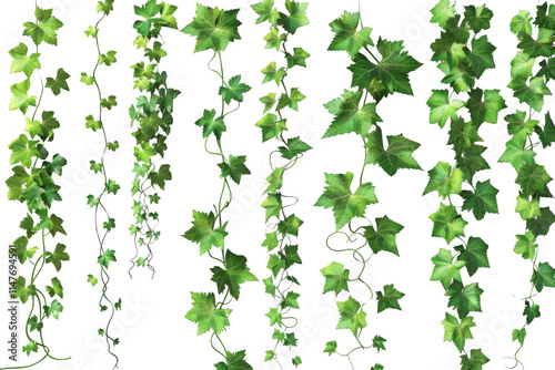 Green Vines Climb Elegantly on Black Background, Nature's Graceful Embrace.