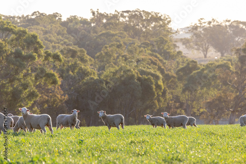 Dorset lambs standing in a green grazing wheat crop at sunset photo