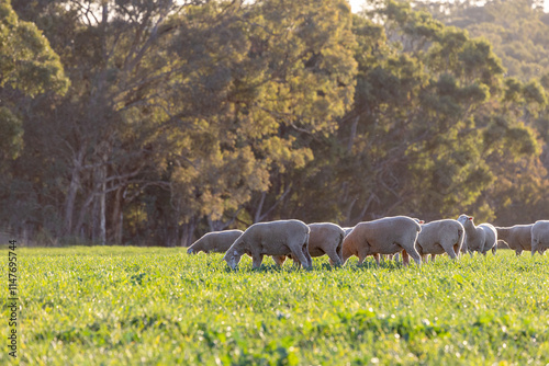 Dorset lambs standing in a green grazing wheat crop at sunset photo