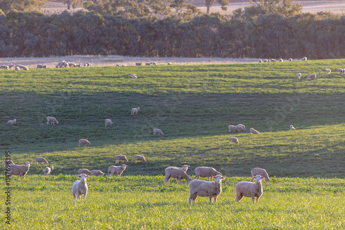 Dorset lambs standing in a green grazing wheat crop at sunset photo