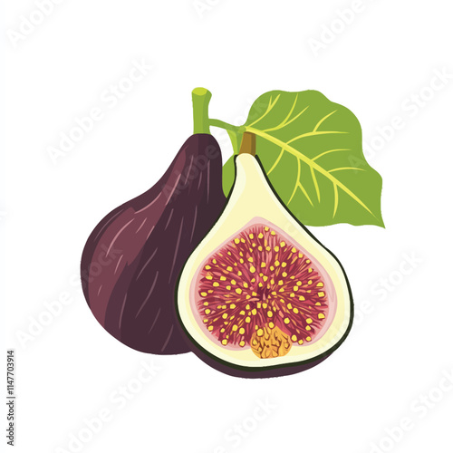 Fresh Fig Vector Illustration on White Background