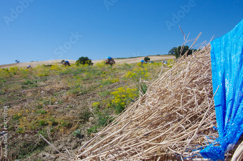 Experimental field with fennel cultivation to obtain seeds and dry them for sale and to obtain new plants, an aromatic plant with multiple beneficial properties. photo