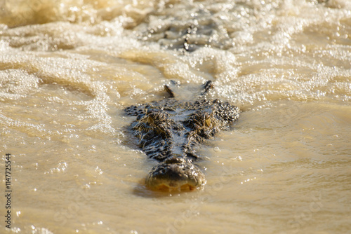 The head of a crocodile partially submerged in murky water photo