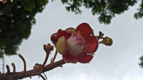 cannonball flowers in the garden photo