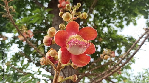 cannonball flowers in the garden photo