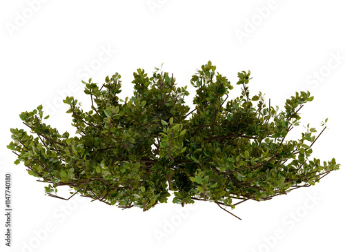 Green Bush, Shrub, Foliage, Plant, Nature