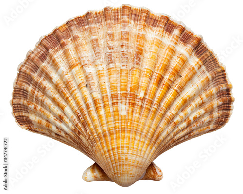a close up of a shell
