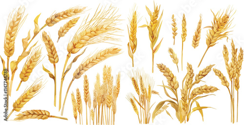wheat watercolor clipart
