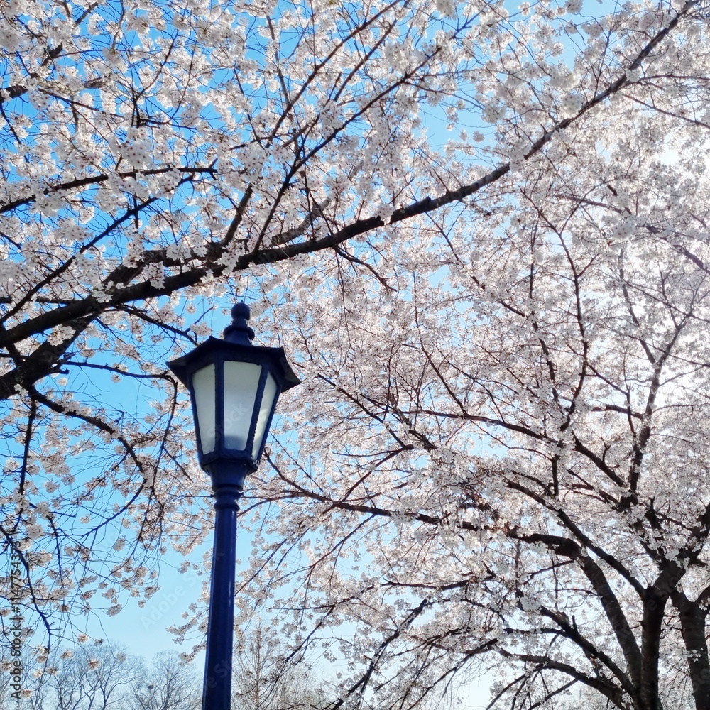 Street lamp and cherry blossoms Street lamp and cherry blossoms