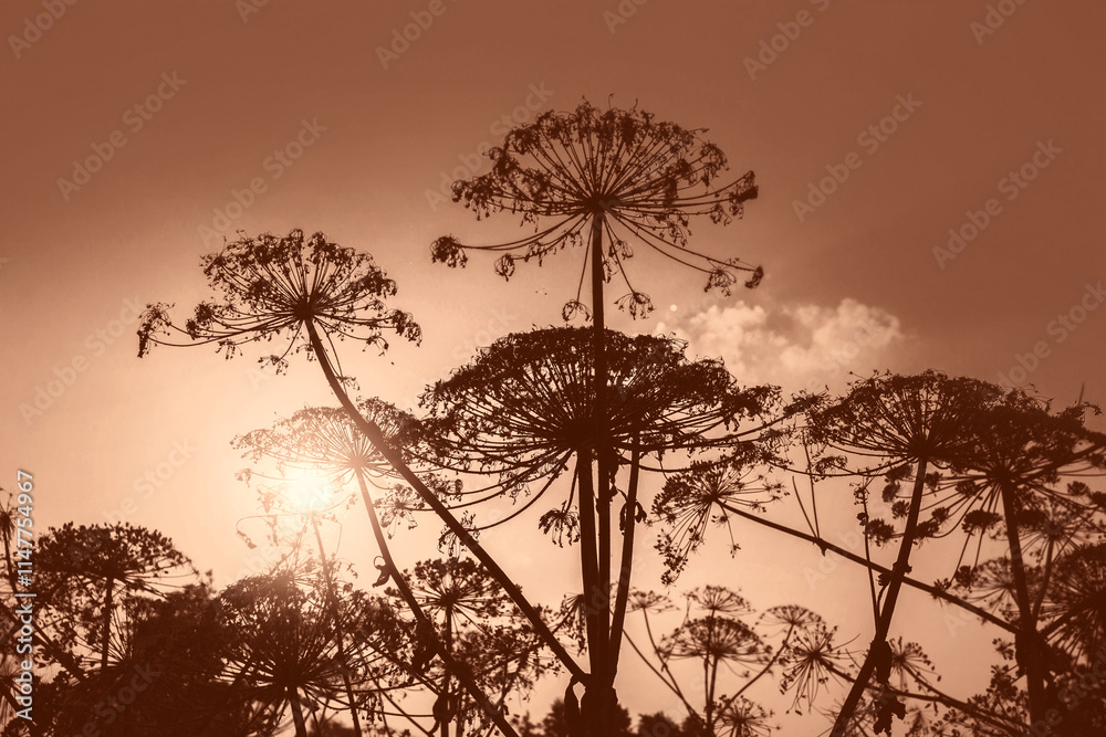 Rural landscape. Autumn field at sunset