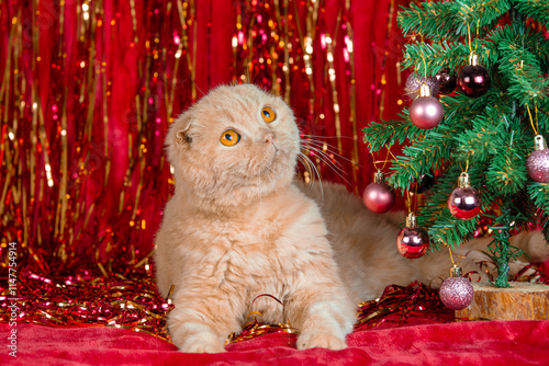 A cute red Scottish Fold cat lies near a decorated Christmas tree on a red blanket