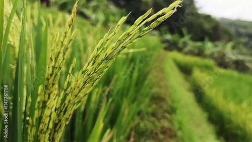 green wheat field in summer