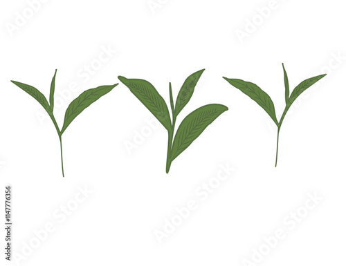 tea leaves vector. tea sprout with leaves. silhouette of tea leaves. tea Leaf silhouette Collection.