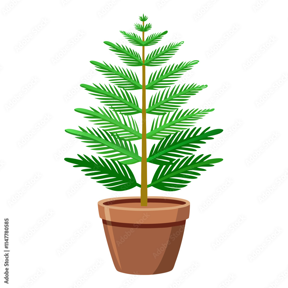 Norfolk Island pine in a simple pot on a plain white background showcasing its lush green foliage Norfolk Island pine in a simple pot on a plain white background showcasing its lush green foliage