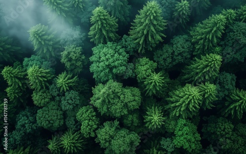 Majestic Forest Canopy: Lush Green Trees in Aerial Perspective ,aerial photo series photo