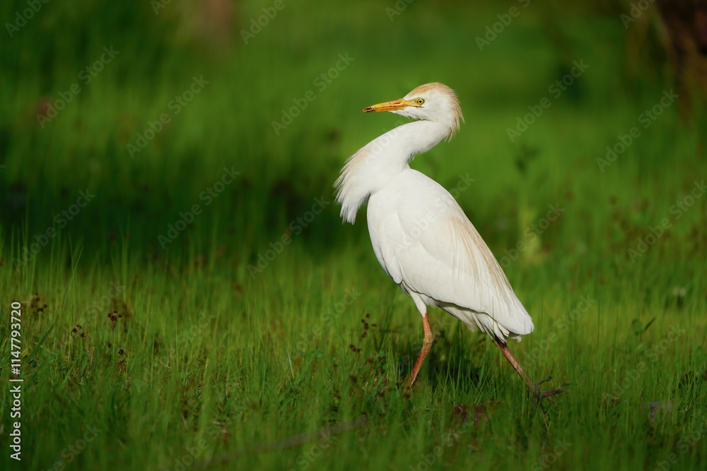 Wildlife - Birds. Western cattle egret (Bubulcus ibis) mostly live in fields, steppes and grasslands, except wetlands. They usually feed on insects. Wildlife - Birds. Western cattle egret (Bubulcus ibis) mostly live in fields, steppes and grasslands, except wetlands. They usually feed on insects.