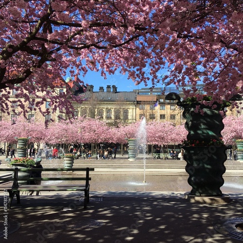 Photography spring in the park