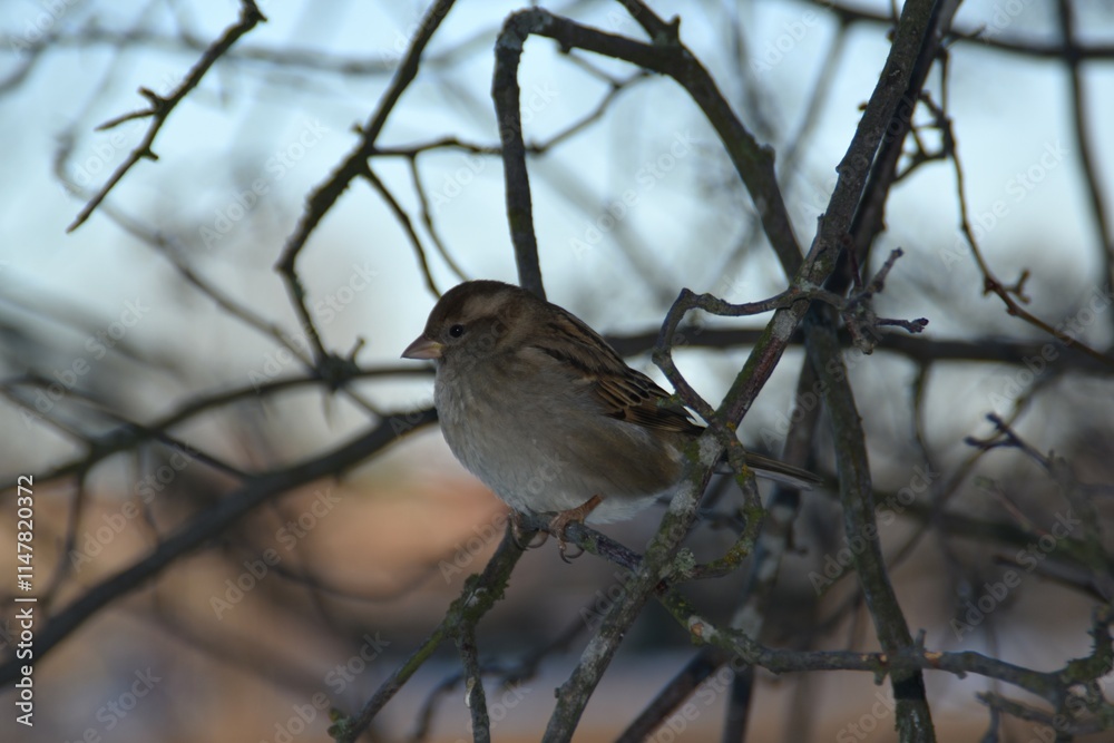 This little and cute sparrow is sitting on a branch in winter day. This little and cute sparrow is sitting on a branch in winter day.