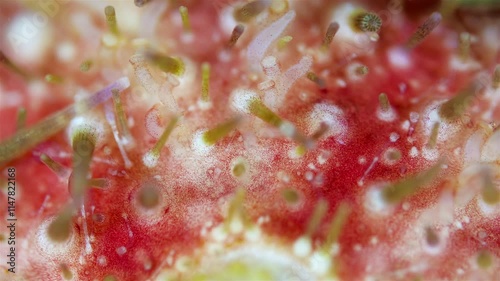 Sea urchin strongylocentrotus pallidus under microscope, phylum Echinodermata. Ambulacral legs and pedicellariae are visible, White Sea