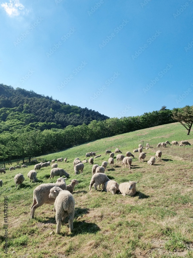 Obraz premium sheep on a meadow